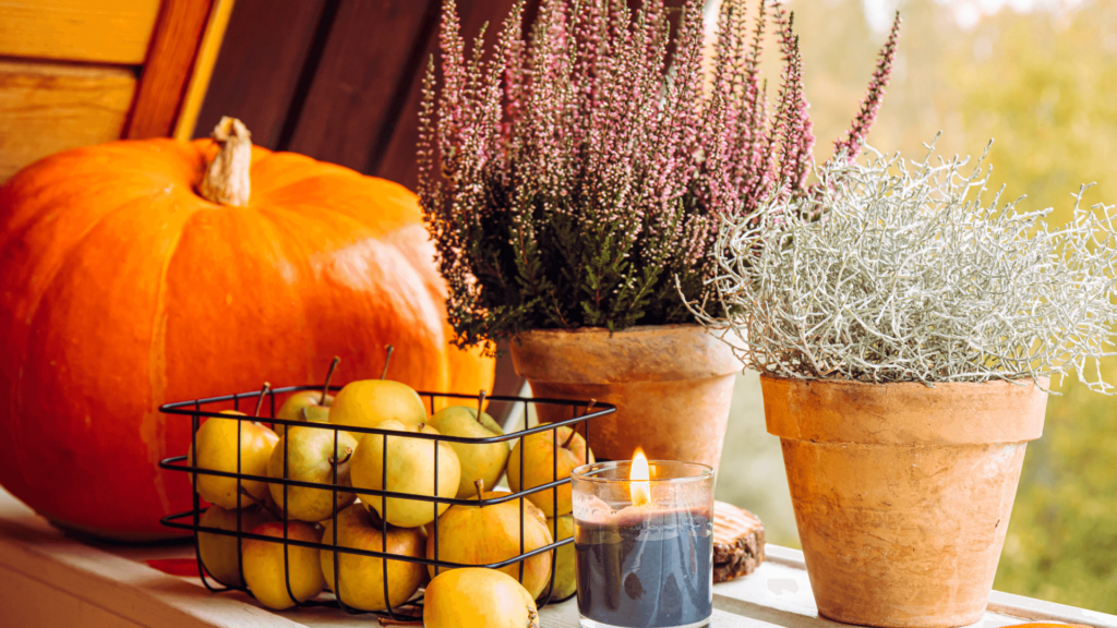 rośliny na balon na jesień